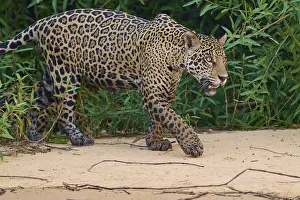 A jaguar walks along the riverbank on sandy ground