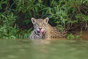A jaguar in the water, licking its tongue