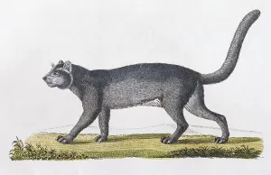 Jaguarundi (Felis Yaguarundi Lacep)