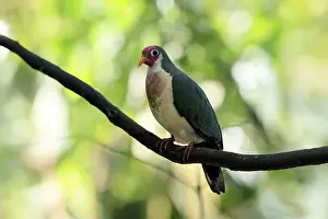 Jambu Fruit Dove (Ptilinopus jambu)