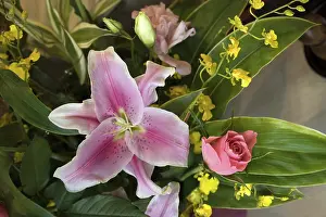 Japan, orchids