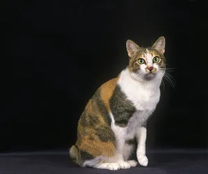 Japanese bobtail domestic cat sitting against black background