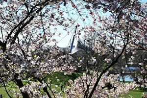 Japanese Cherry, Grannen Cherry