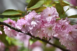 Japanese Cherry, Japanese Blossom Cherry