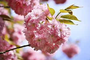 Japanese Cherry, Japanese Blossom Cherry