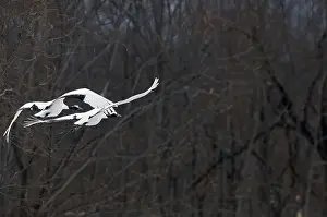 Japanese crane, Red-crowned crane (Grus japonensis)