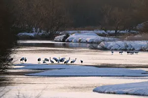 Japanese crane, Red-crowned crane (Grus japonensis)