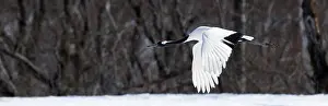 Japanese crane, Red-crowned crane (Grus japonensis)