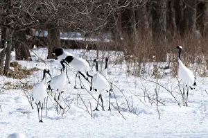 Japanese crane, Red-crowned crane (Grus japonensis)