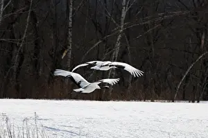 Japanese crane, Red-crowned crane (Grus japonensis)