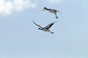 Japanese crane, Red-crowned crane (Grus japonensis) couple flying