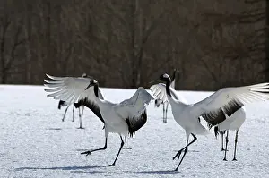 Japanese crane, Red-crowned crane (Grus japonensis) couple landing