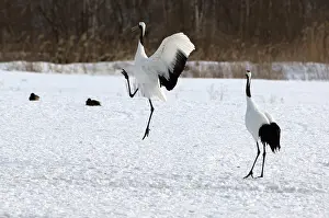 Japanese crane, Red-crowned crane (Grus japonensis) dancing