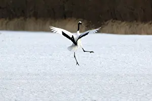 Japanese crane, Red-crowned crane (Grus japonensis) dancing