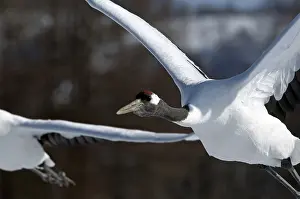 Japanese crane, Red-crowned crane (Grus japonensis) flying