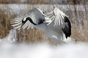 Japanese crane, Red-crowned crane (Grus japonensis) take-off