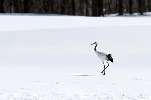 Japanese crane, Red-crowned crane (Grus japonensis) young