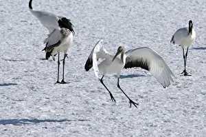 Japanese crane, Red-crowned crane (Grus japonensis) young dancing