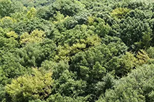 Japanese deciduous forest canopy as seen from above in summer in Osaka