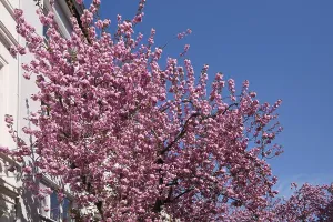 Japanese flowering cherry (Prunus serrulata) in Bonn's historic city centre