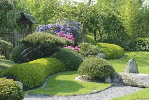 Japanese garden, krummholz pine (Pinus mugo var)