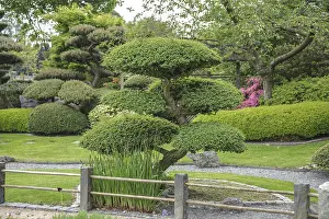 Japanese garden, mock beech (Nothofagus antarctica)