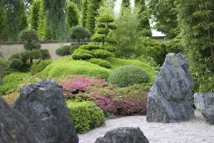 Japanese garden (Rhododendron obtusum)