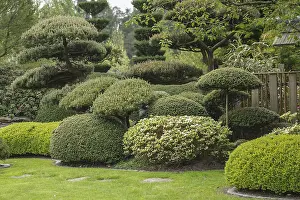 Japanese garden, wooded pine (Pinus mugo)