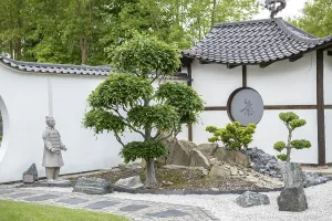 Japanese Garden World, common beech (Fagus sylvatica)