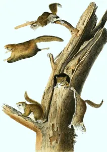 Japanese giant flying squirrel (Petaurista leucogenys)