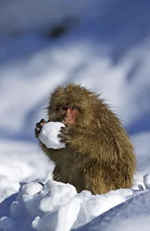 JAPANESE japanese macaque (macaca fuscata)
