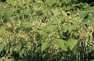 Japanese knotweed (Fallopia japonica)
