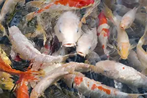 Japanese Koi carp