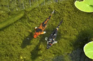 Japanese koi in pond, common carp (Cyprinus carpio)