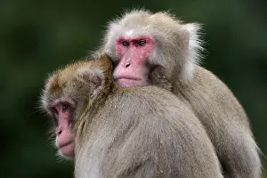 Japanese macaque (Macaca fuscata)