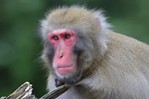Japanese Macaque (Macaca fuscata)