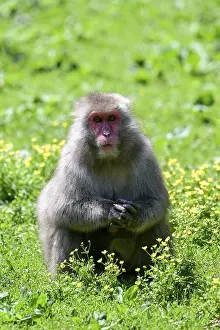 Japanese macaque (Macaca fuscata)