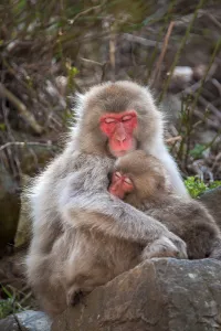 Japanese macaque (Macaca fuscata)