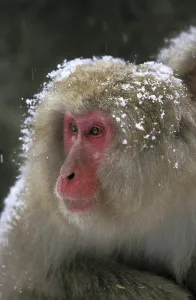 Japanese Macaque (macaca fuscata)