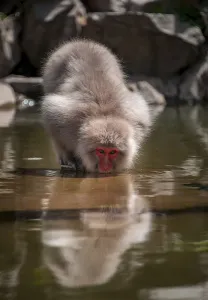 Japanese macaque (Macaca fuscata) drinking in the river