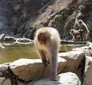 Japanese macaque (macaca fuscata) running on rocks near water