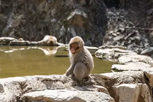Japanese macaque (Macaca fuscata) sitting on rocks near water