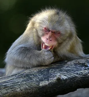 Japanese Macaque or Nihonzaru (Macaca fuscata)
