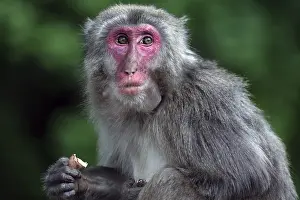 Japanese macaque sitting in natural habitat surrounded by green vegetation