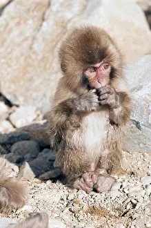 Japanese macaque or snow japanese monkey