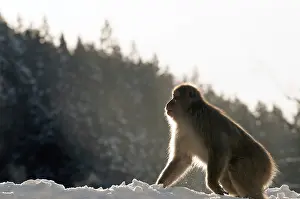 Japanese macaque or snow japanese monkey