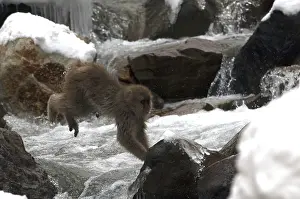 Japanese macaque or snow japanese monkey