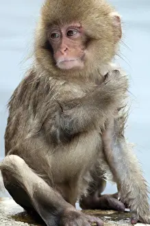 Japanese macaque or snow japanese monkey