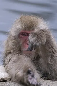 Japanese macaque or snow japanese monkey (Macaca fuscata)