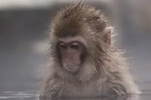 Japanese macaque or snow japanese monkey (Macaca fuscata) young